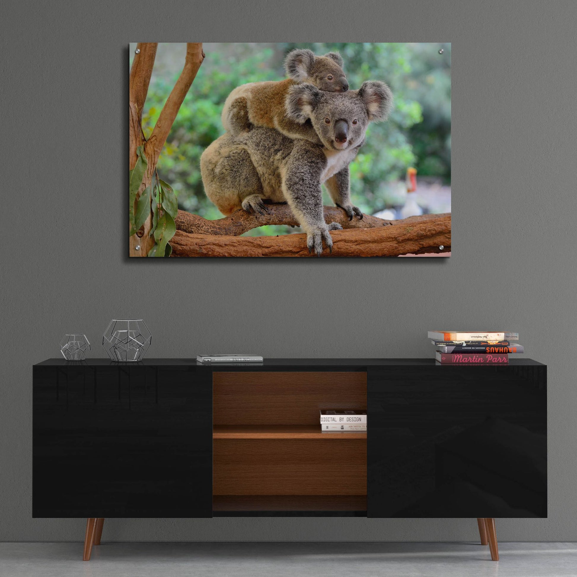 Epic Art 'Koala' by Epic Portfolio, Acrylic Glass Wall Art,36x24