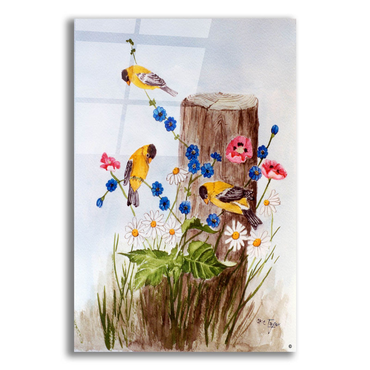 American Goldfinch 3 by Arie Reinhardt Taylor acrylic glass wall art