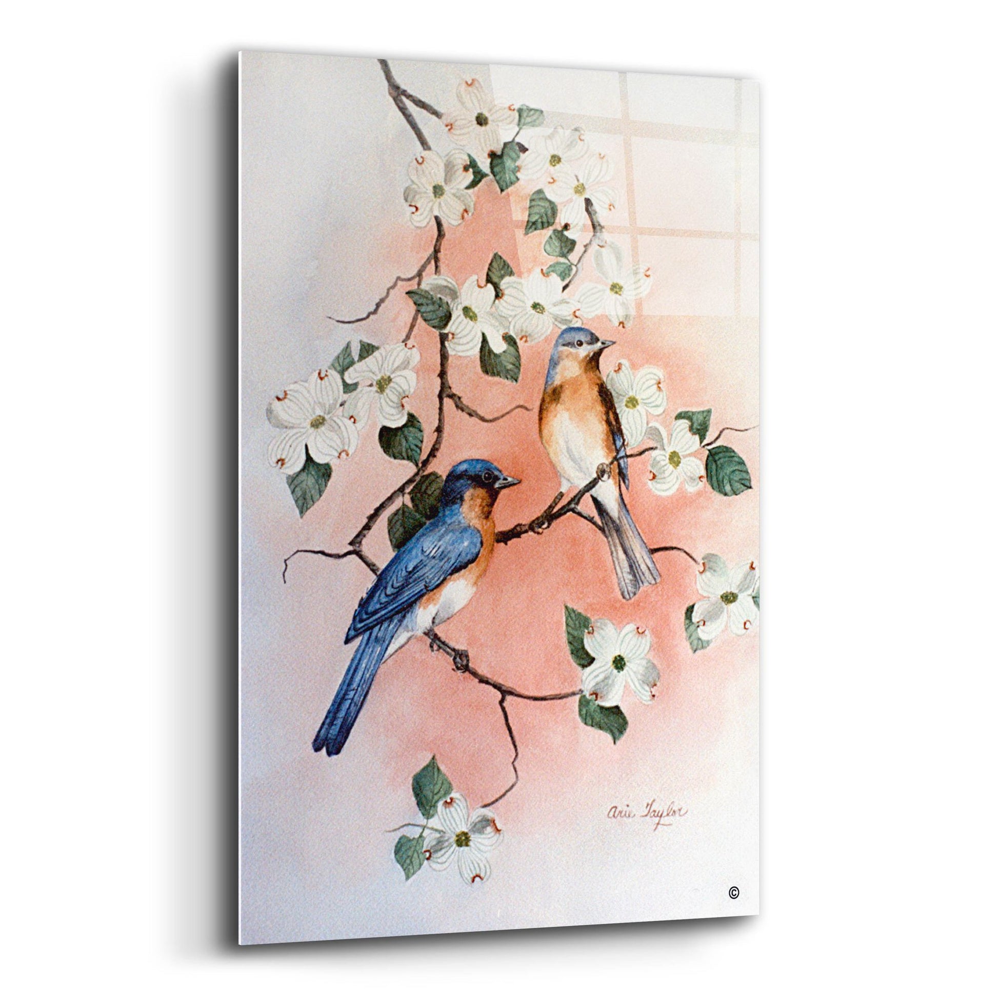 Epic Art 'Bluebirds and Dogwood' by Arie Reinhardt Taylor, Acrylic Glass Wall Art,16x24