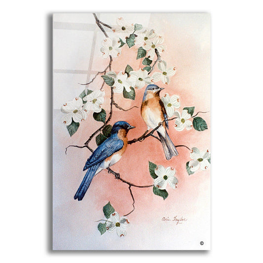 Epic Art 'Bluebirds and Dogwood' by Arie Reinhardt Taylor, Acrylic Glass Wall Art