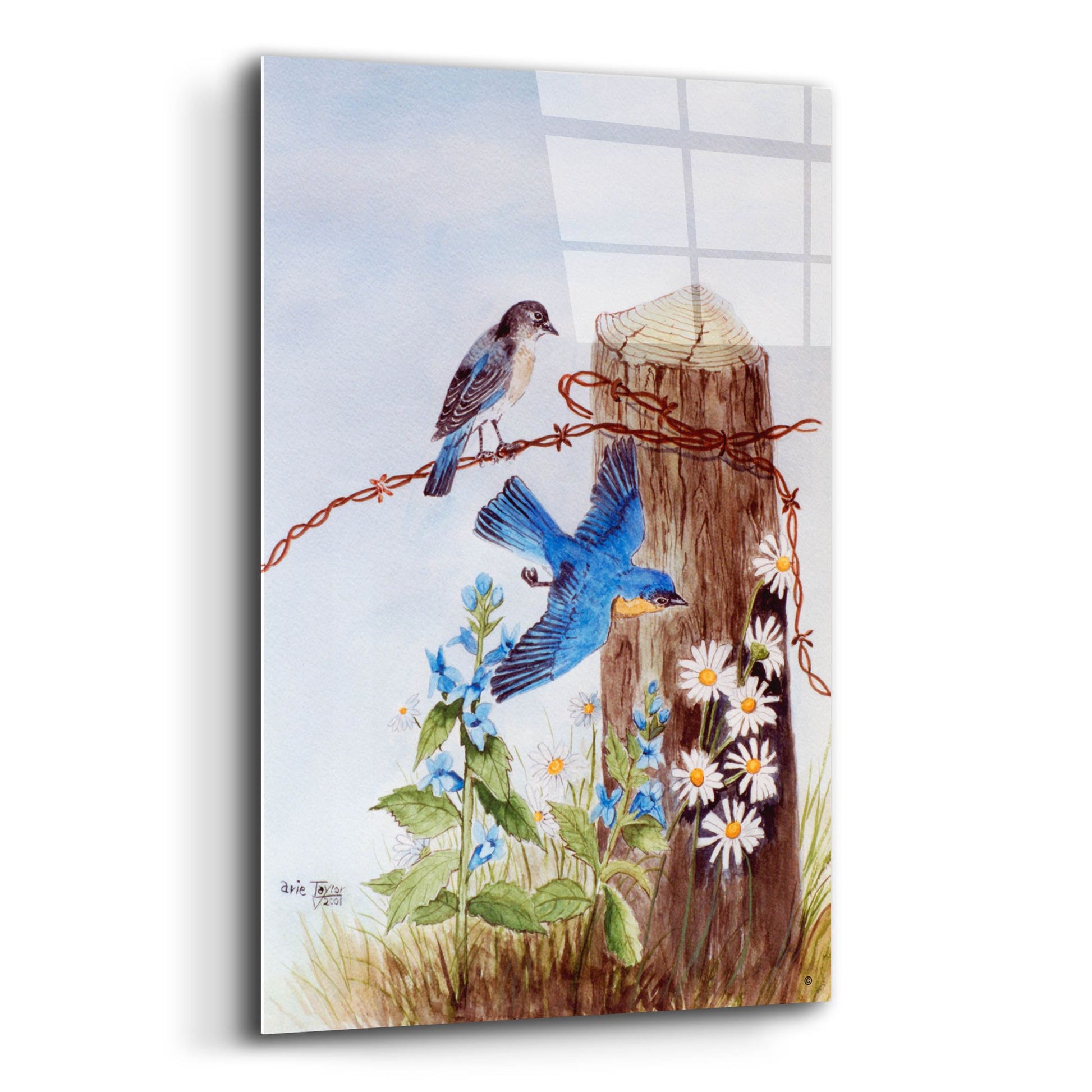 Epic Art 'Bluebirds with Daisies' by Arie Reinhardt Taylor, Acrylic Glass Wall Art,12x16