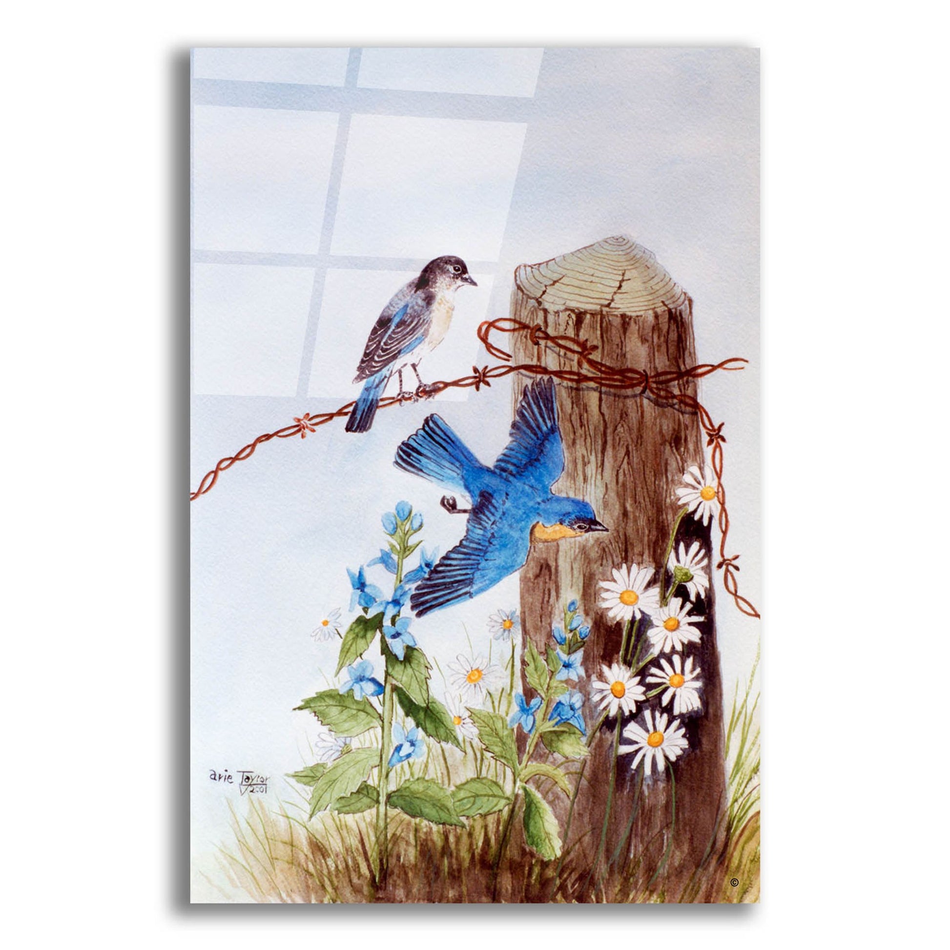 Epic Art 'Bluebirds with Daisies' by Arie Reinhardt Taylor, Acrylic Glass Wall Art