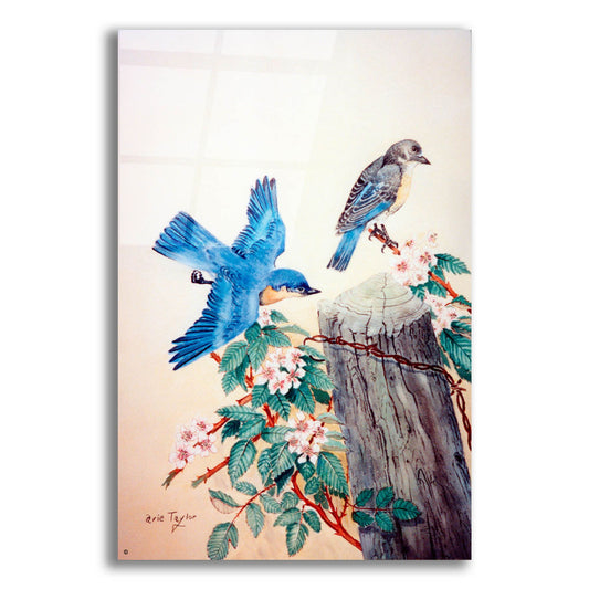 Epic Art 'Bluebirds' by Arie Reinhardt Taylor, Acrylic Glass Wall Art
