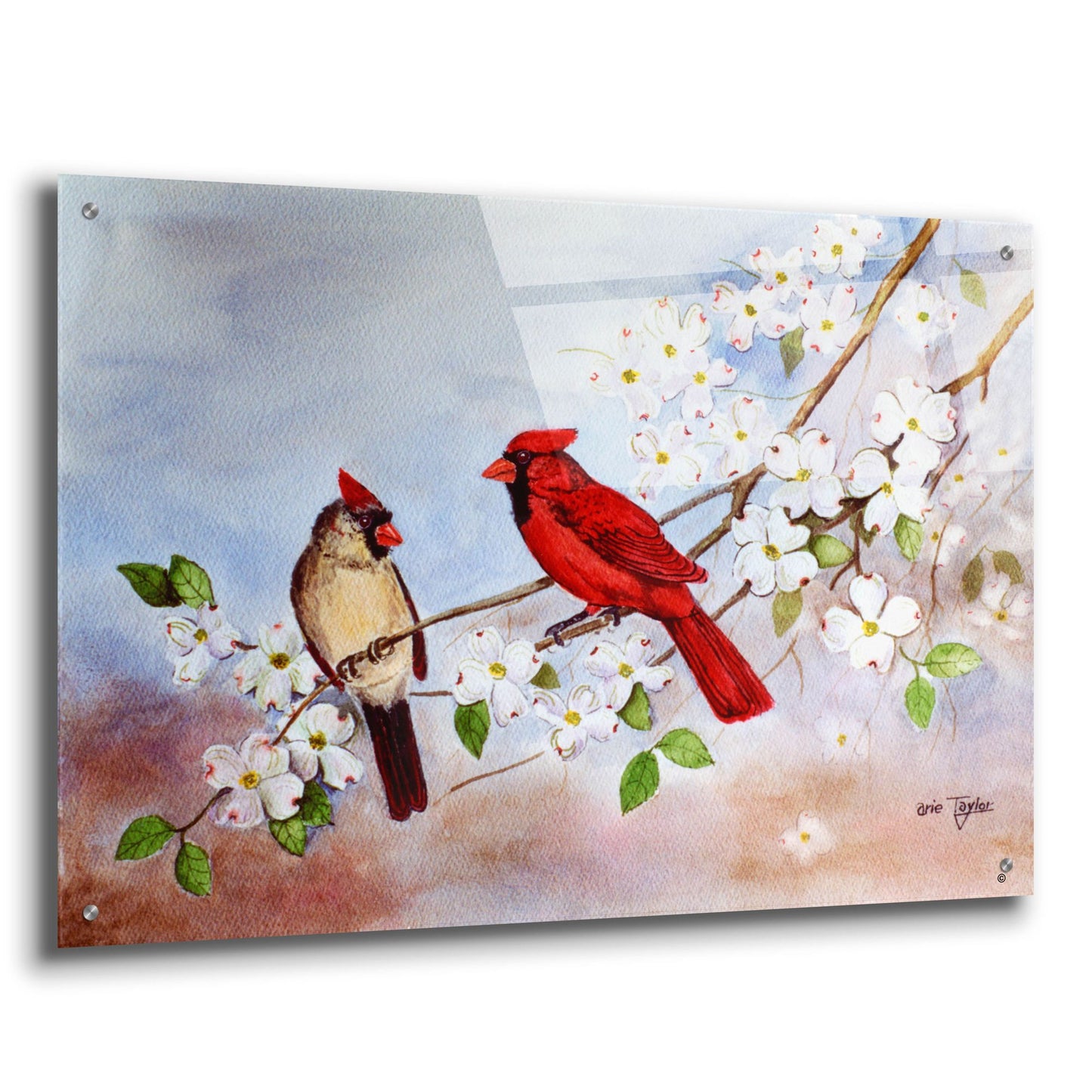 Epic Art 'Cardinals and Dogwood' by Arie Reinhardt Taylor, Acrylic Glass Wall Art,36x24