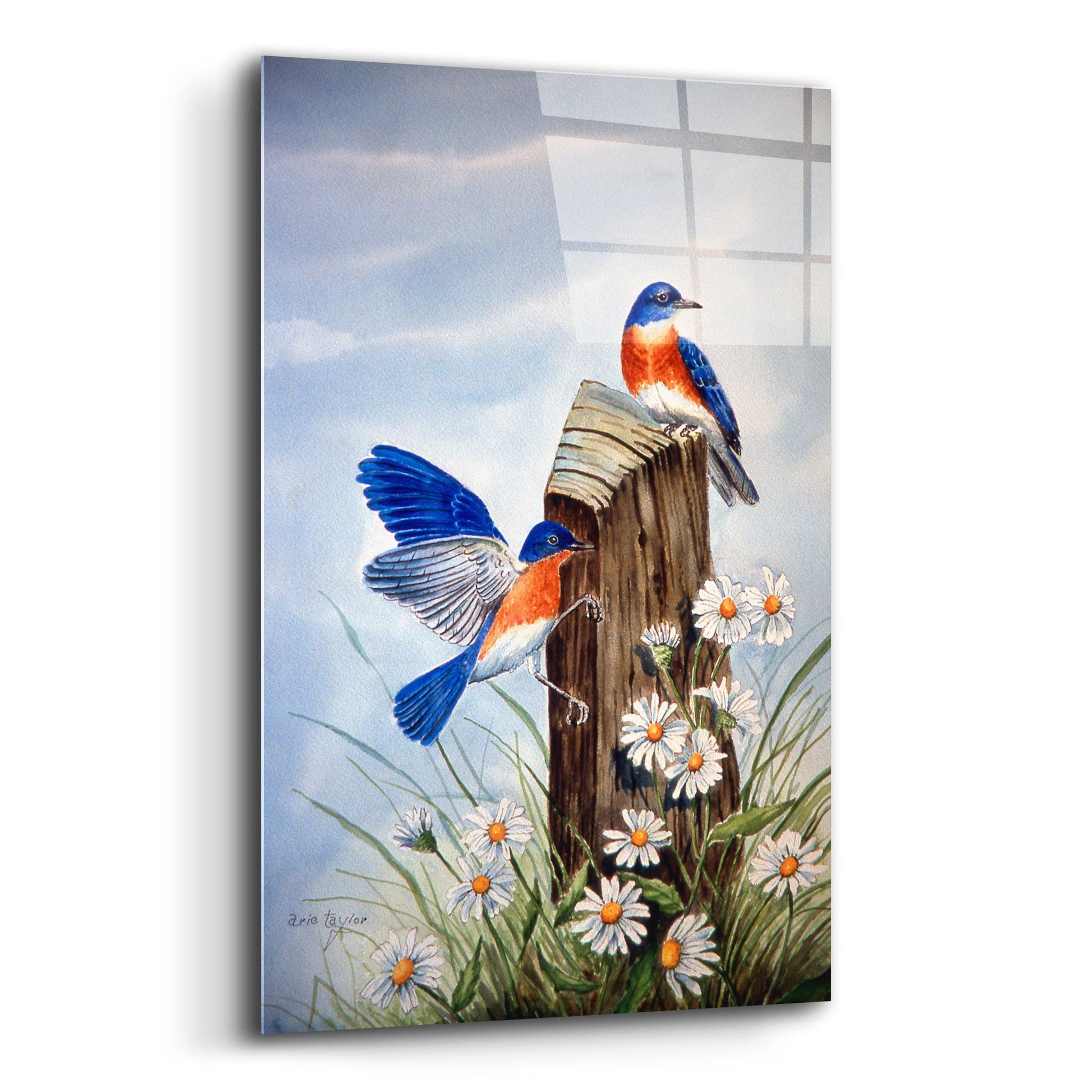 Epic Art 'Bluebirds With Daisies 2' by Arie Reinhardt Taylor, Acrylic Glass Wall Art,12x16