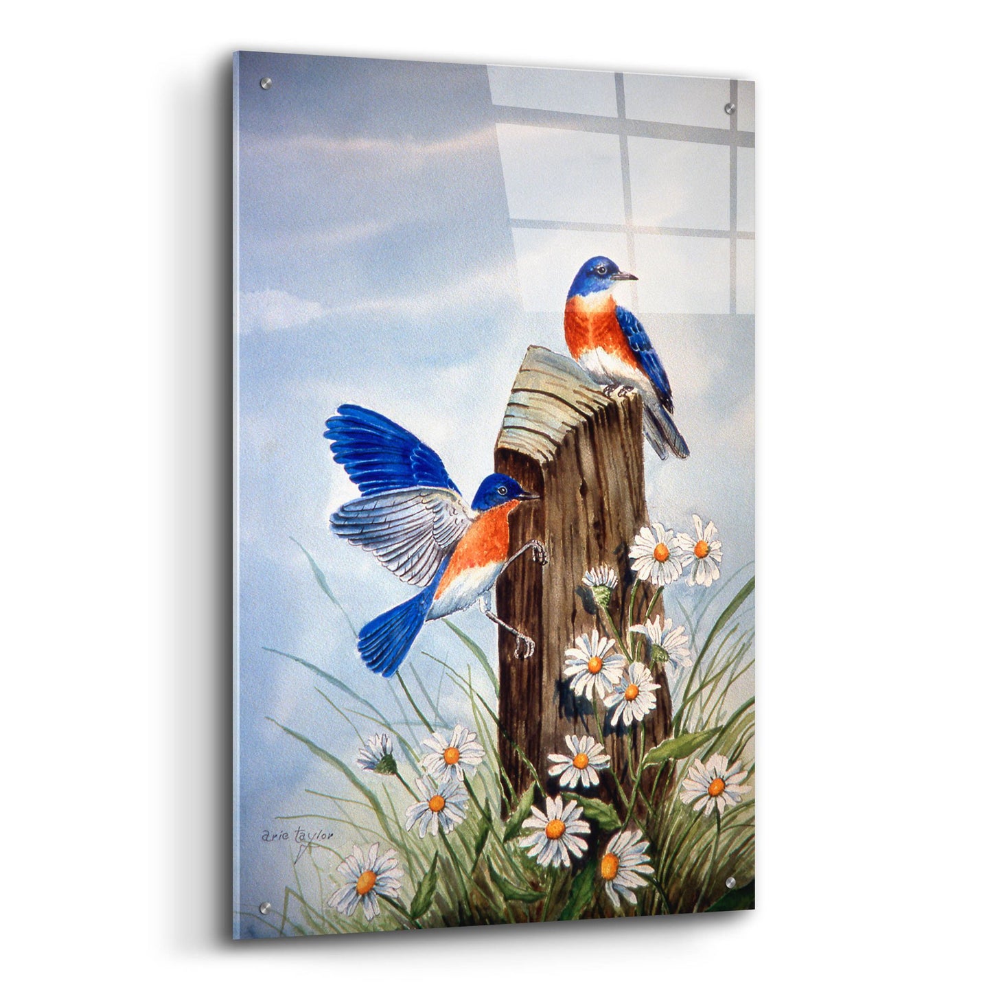 Epic Art 'Bluebirds With Daisies 2' by Arie Reinhardt Taylor, Acrylic Glass Wall Art,24x36