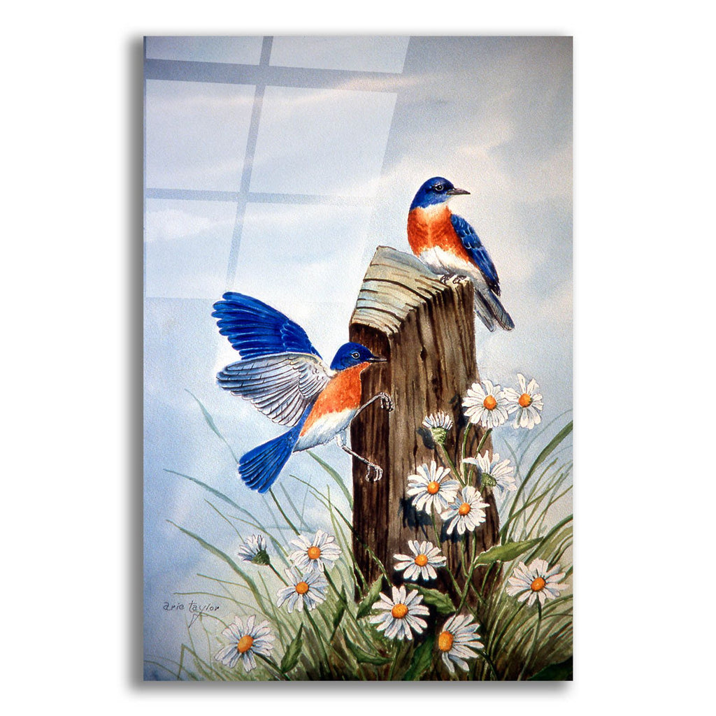 Bluebirds With Daisies 2 by Arie Reinhardt Taylor acrylic glass wall art