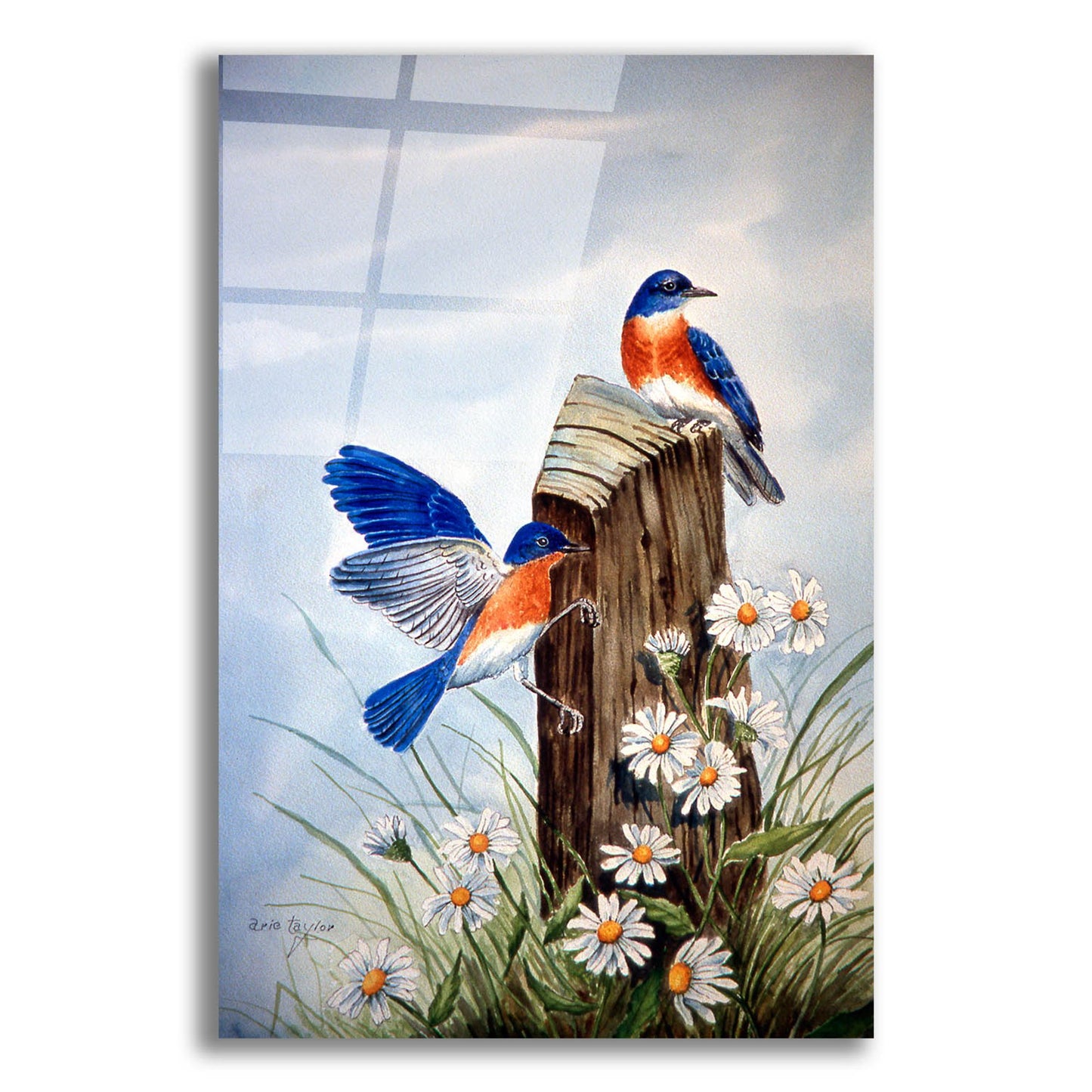 Epic Art 'Bluebirds With Daisies 2' by Arie Reinhardt Taylor, Acrylic Glass Wall Art