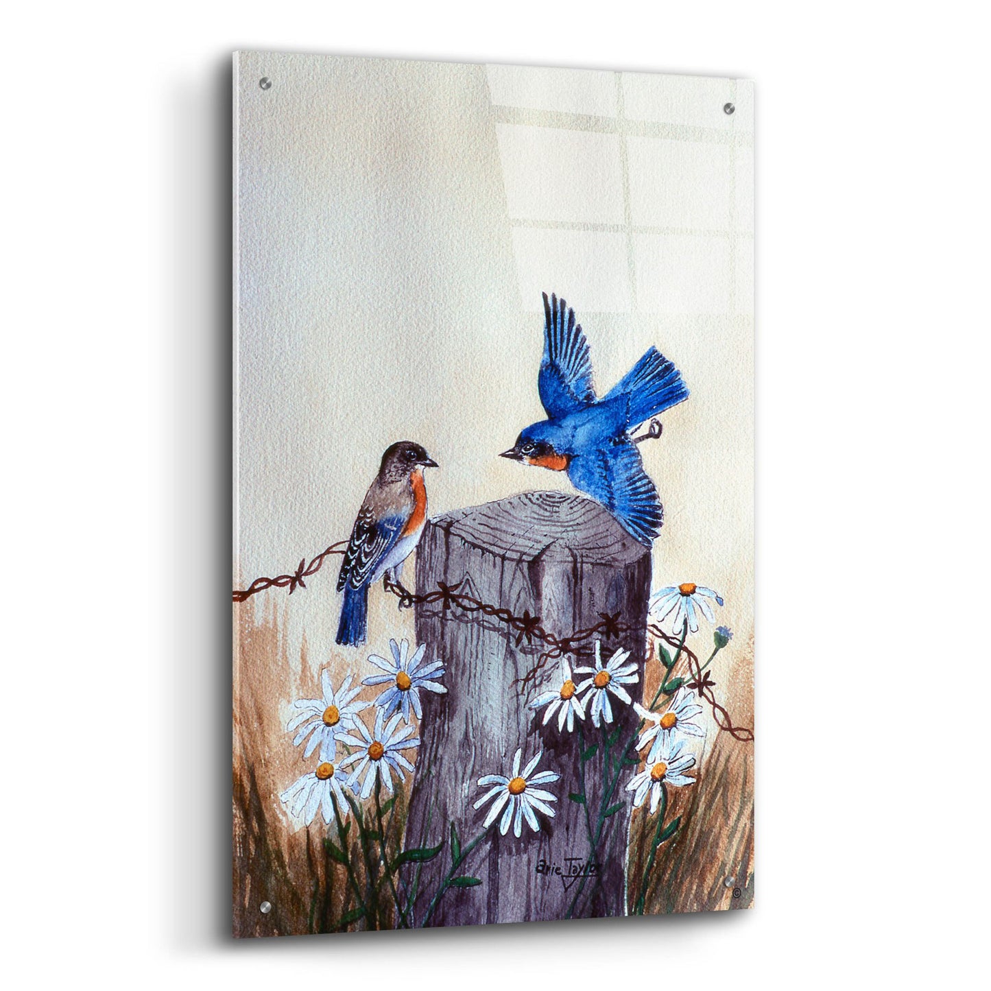 Epic Art 'Bluebirds With Daisies 3' by Arie Reinhardt Taylor, Acrylic Glass Wall Art,24x36