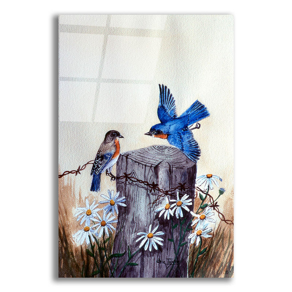 Bluebirds With Daisies 3 by Arie Reinhardt Taylor acrylic glass wall art