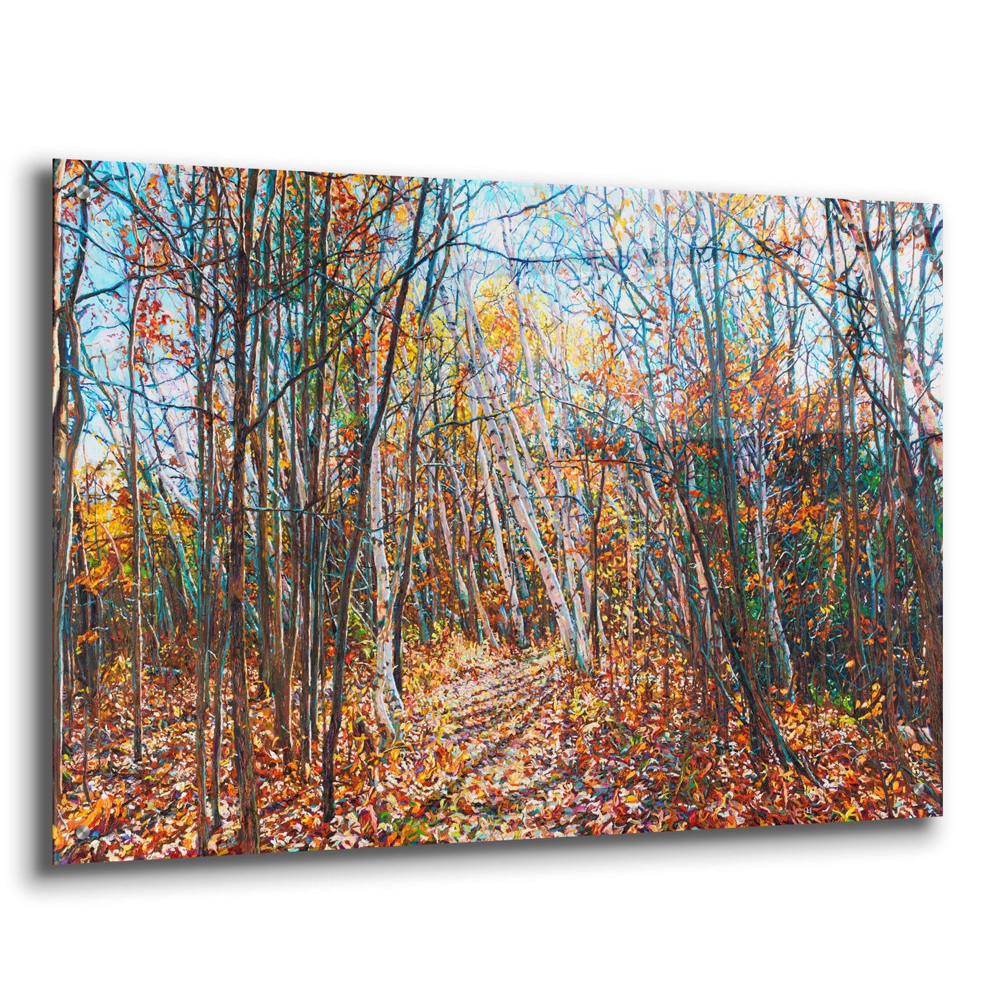 Epic Art 'Fall Forest Trail through the Birch' by Joanne Towers, Acrylic Glass Wall Art,36x24