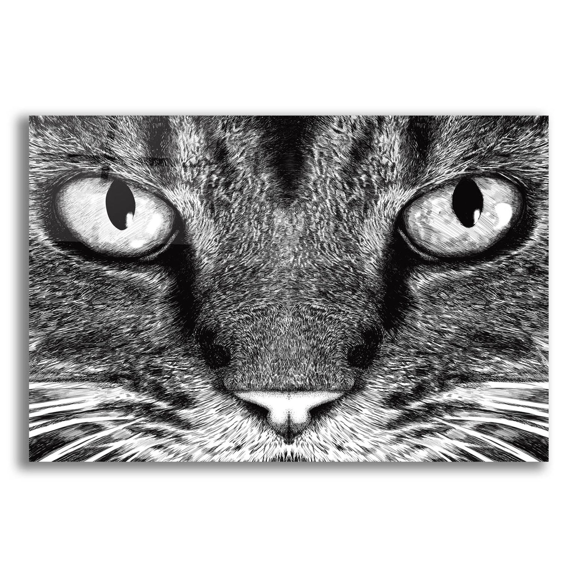 Epic Art 'The Cat' by Tummeow, Acrylic Glass Wall Art,24x16