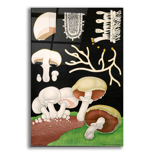 Epic Art 'Mushrooms' by Vintage Posters, Acrylic Glass Wall Art