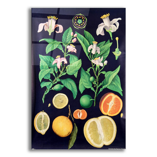 Epic Art 'Citrus' by Vintage Posters, Acrylic Glass Wall Art