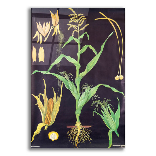 Epic Art 'Gold Corn' by Vintage Posters, Acrylic Glass Wall Art