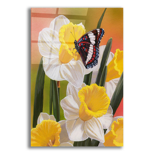 Epic Art 'Daffodils & Butterfly' by William Vanderdasson, Acrylic Glass Wall Art