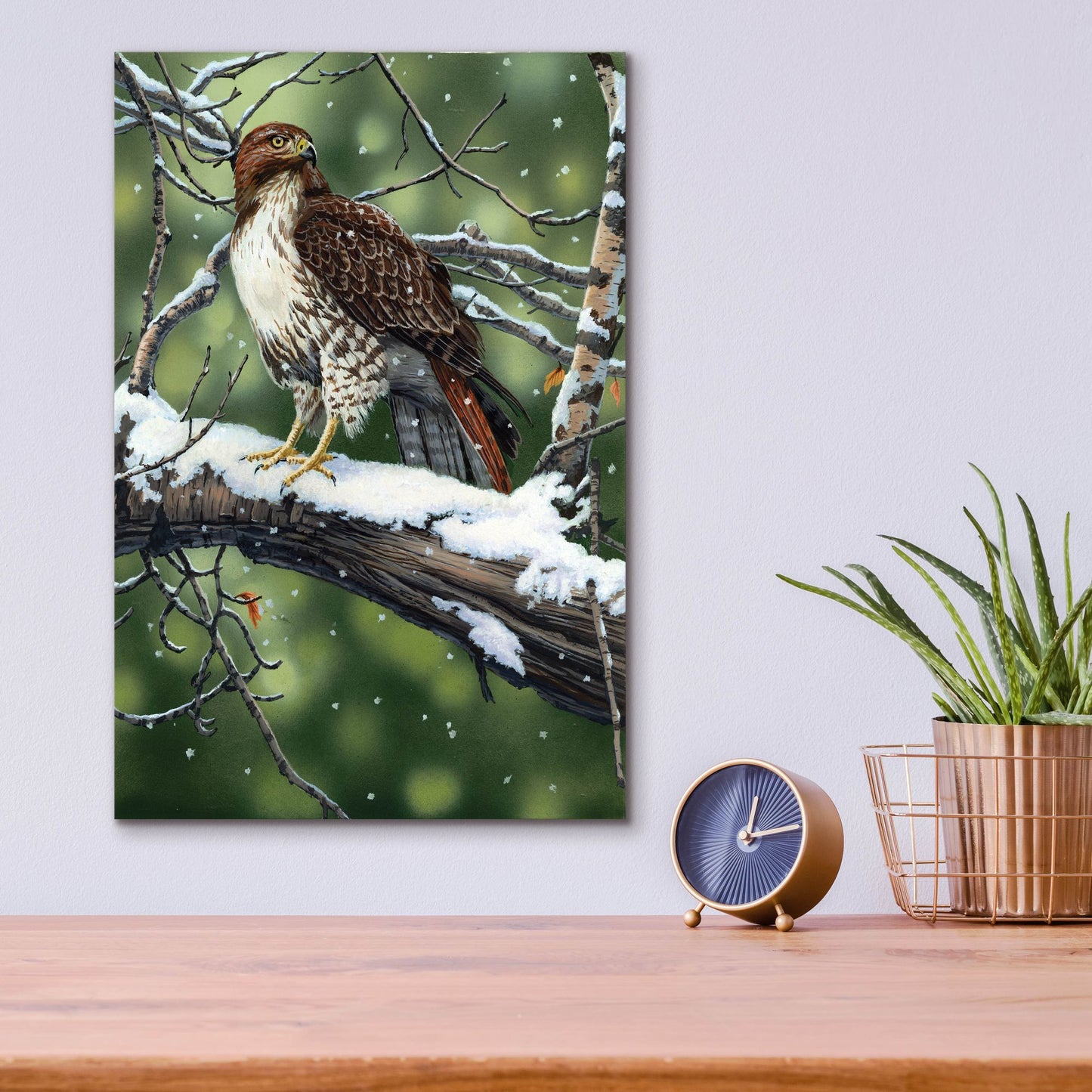 Epic Art 'Red Tailed Hawk' by William Vanderdasson, Acrylic Glass Wall Art,12x16