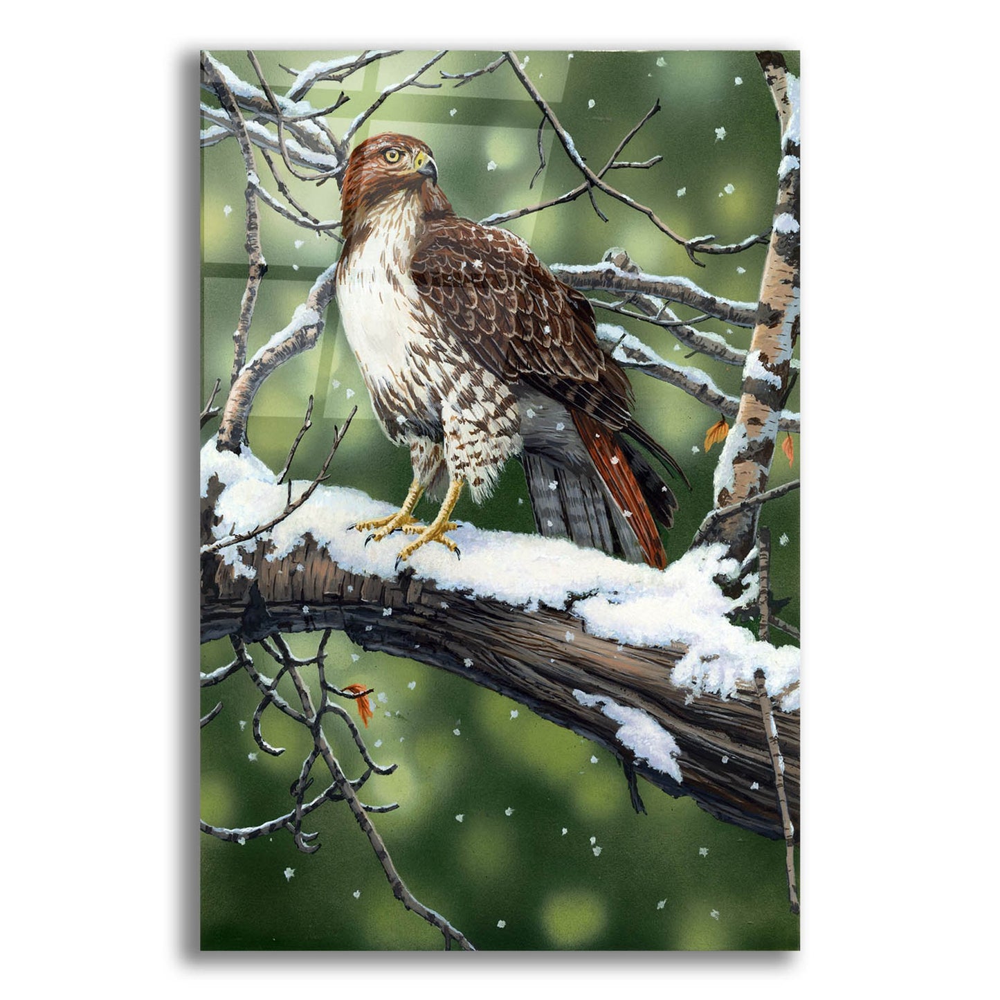 Epic Art 'Red Tailed Hawk' by William Vanderdasson, Acrylic Glass Wall Art