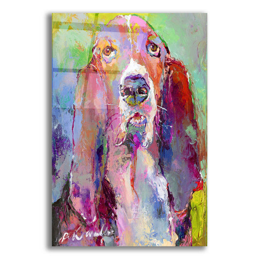 Epic Art 'Art Basset Hound' by Richard Wallich, Acrylic Glass Wall Art