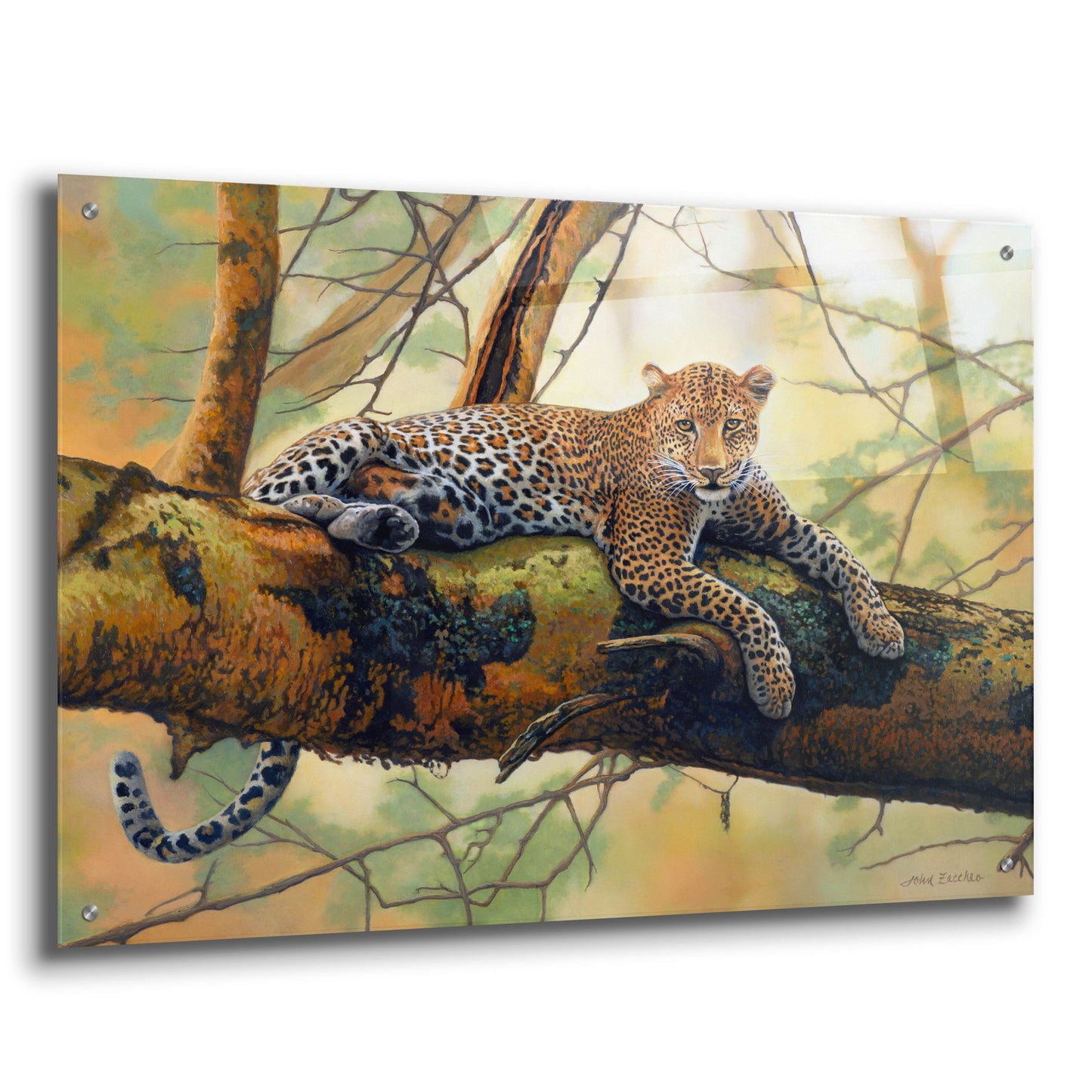 Epic Art 'African Leopard' by John Zaccheo, Acrylic Glass Wall Art,36x24