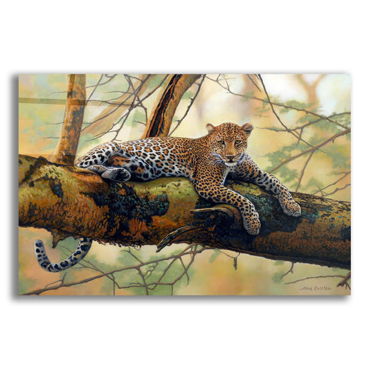 Epic Art 'African Leopard' by John Zaccheo, Acrylic Glass Wall Art