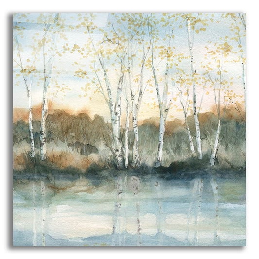 Epic Art 'Birch Riverbank' by Carol Robinson, Acrylic Glass Wall Art