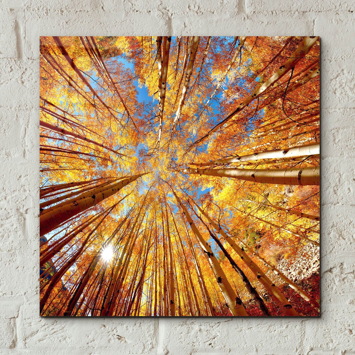 Epic Art 'Colorado Autumn Splendor' by Lena Owens, Acrylic Glass Wall Art,12x12