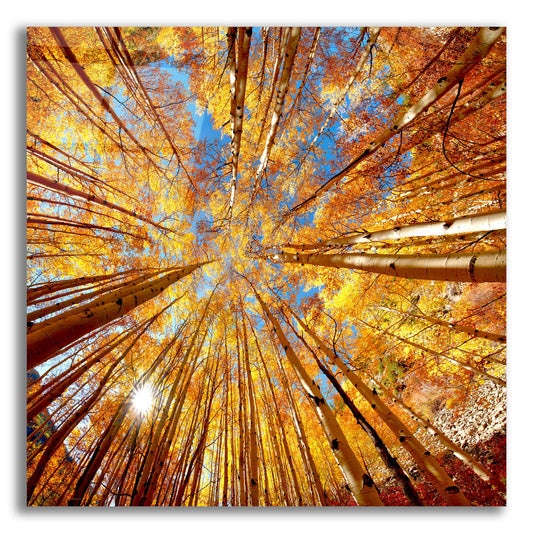 Epic Art 'Colorado Autumn Splendor' by Lena Owens, Acrylic Glass Wall Art