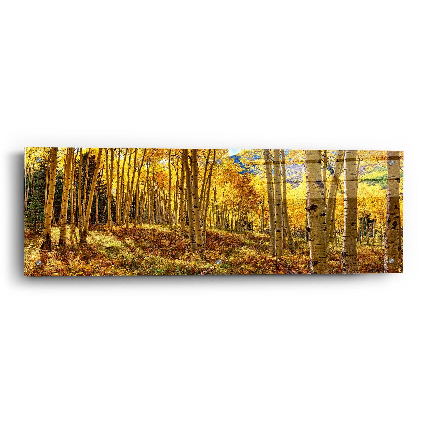 Epic Art 'Autumn Aspen Forest  Colorado Panorama' by Lena Owens, Acrylic Glass Wall Art,36x12