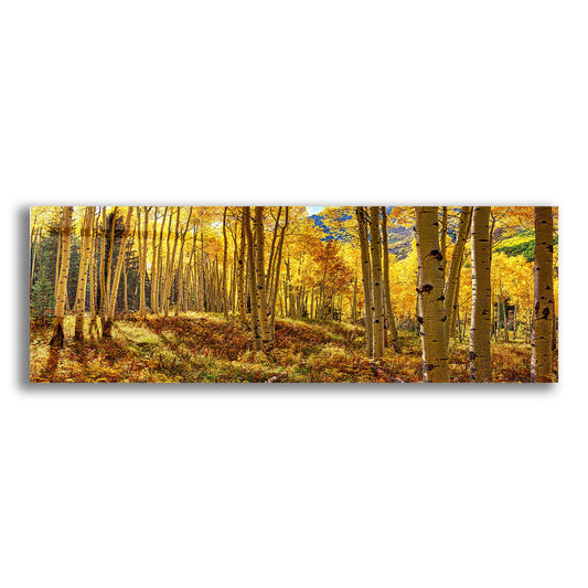 Epic Art 'Autumn Aspen Forest  Colorado Panorama' by Lena Owens, Acrylic Glass Wall Art