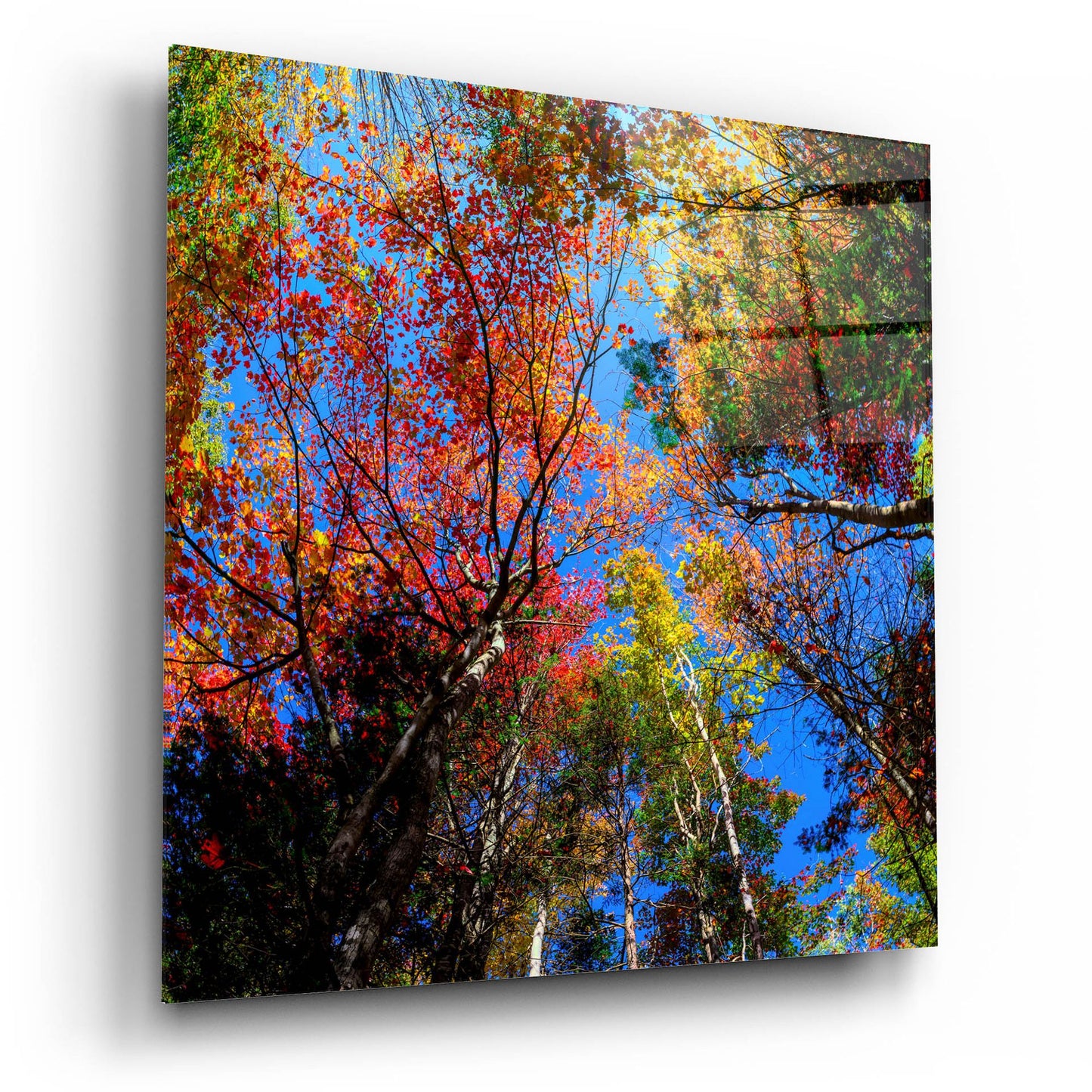 Epic Art 'Colorful Autumn' by Lena Owens, Acrylic Glass Wall Art,12x12