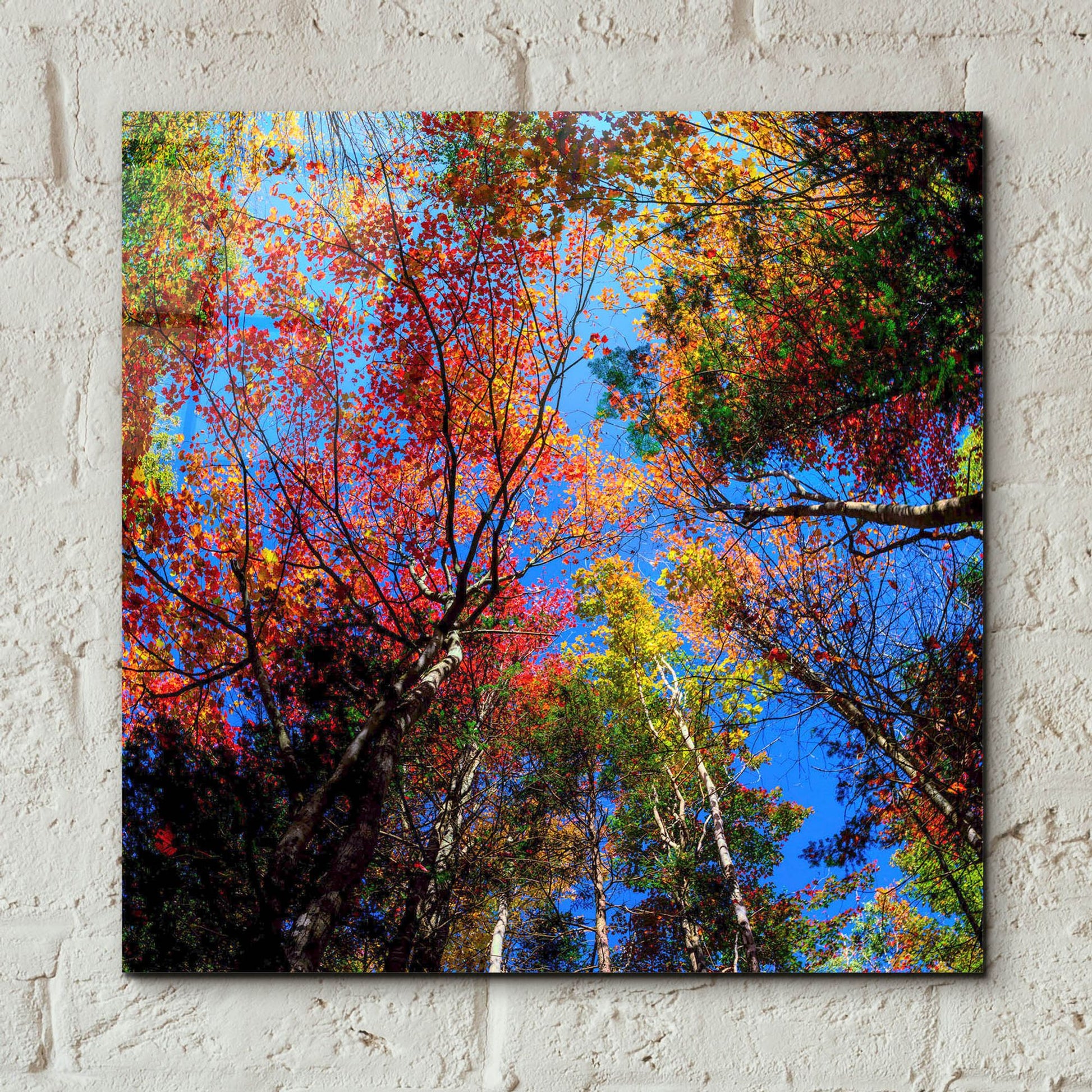 Epic Art 'Colorful Autumn' by Lena Owens, Acrylic Glass Wall Art,12x12