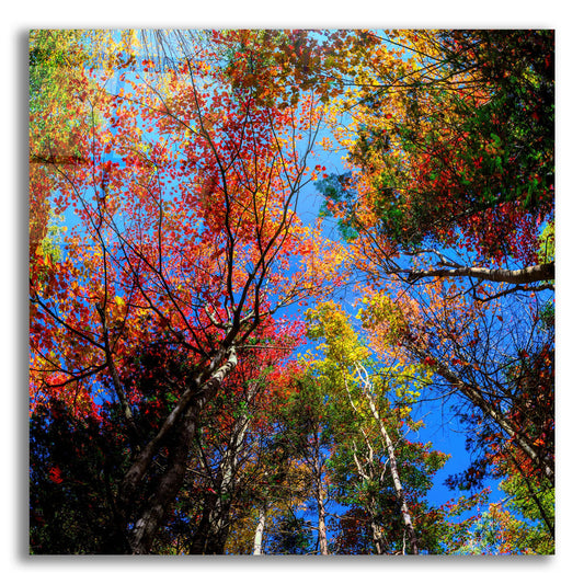 Epic Art 'Colorful Autumn' by Lena Owens, Acrylic Glass Wall Art