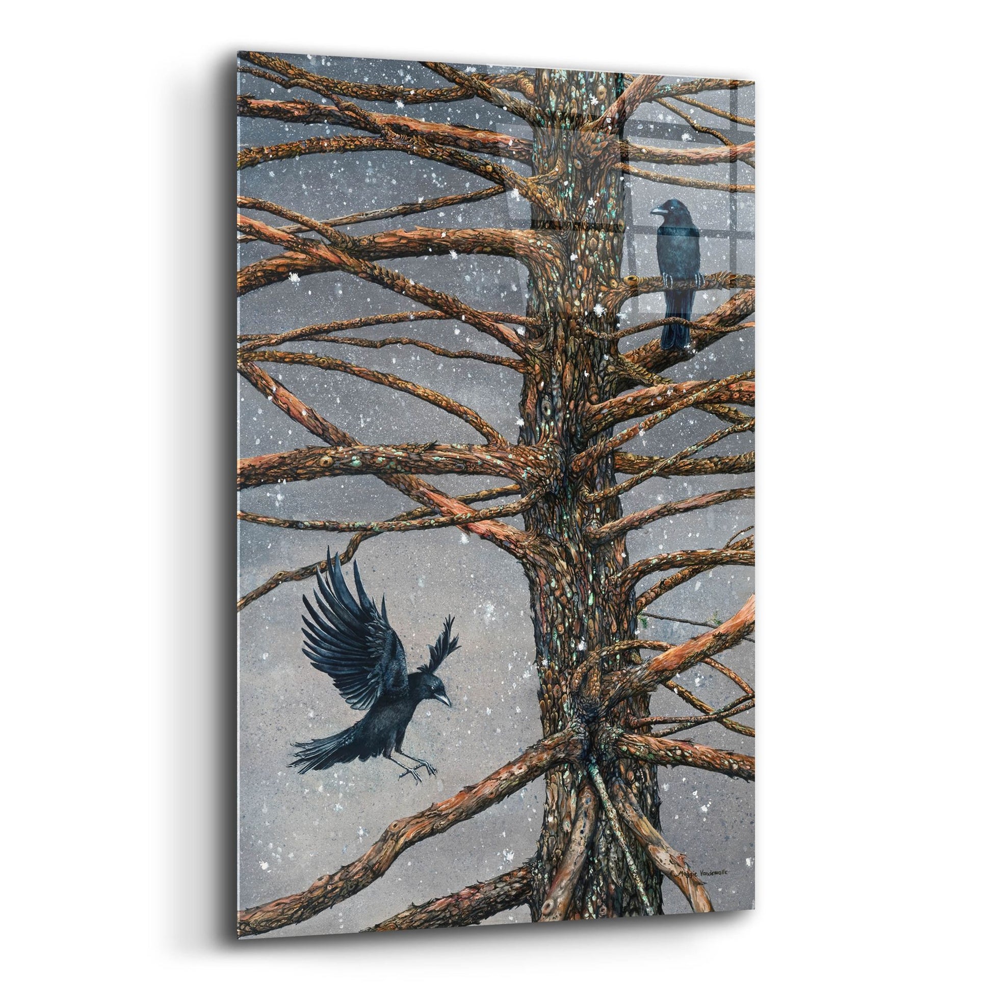 Epic Art 'Corvus Corvidae and the Cedar' by Maggie Vandewalle, Acrylic Glass Wall Art,12x16