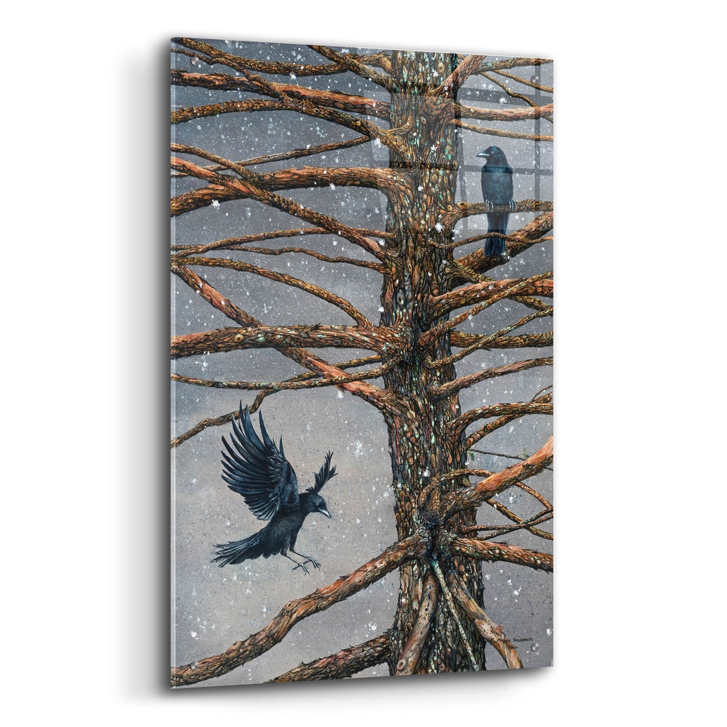 Epic Art 'Corvus Corvidae and the Cedar' by Maggie Vandewalle, Acrylic Glass Wall Art,24x36