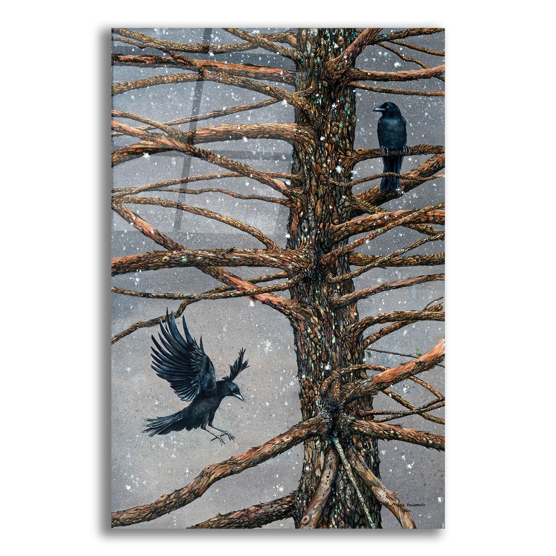 Epic Art 'Corvus Corvidae and the Cedar' by Maggie Vandewalle, Acrylic Glass Wall Art