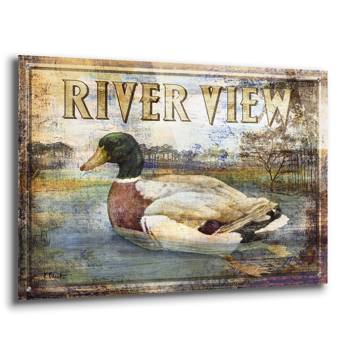 Epic Art 'Duck Sign I' by Paul Brent, Acrylic Glass Wall Art,36x24