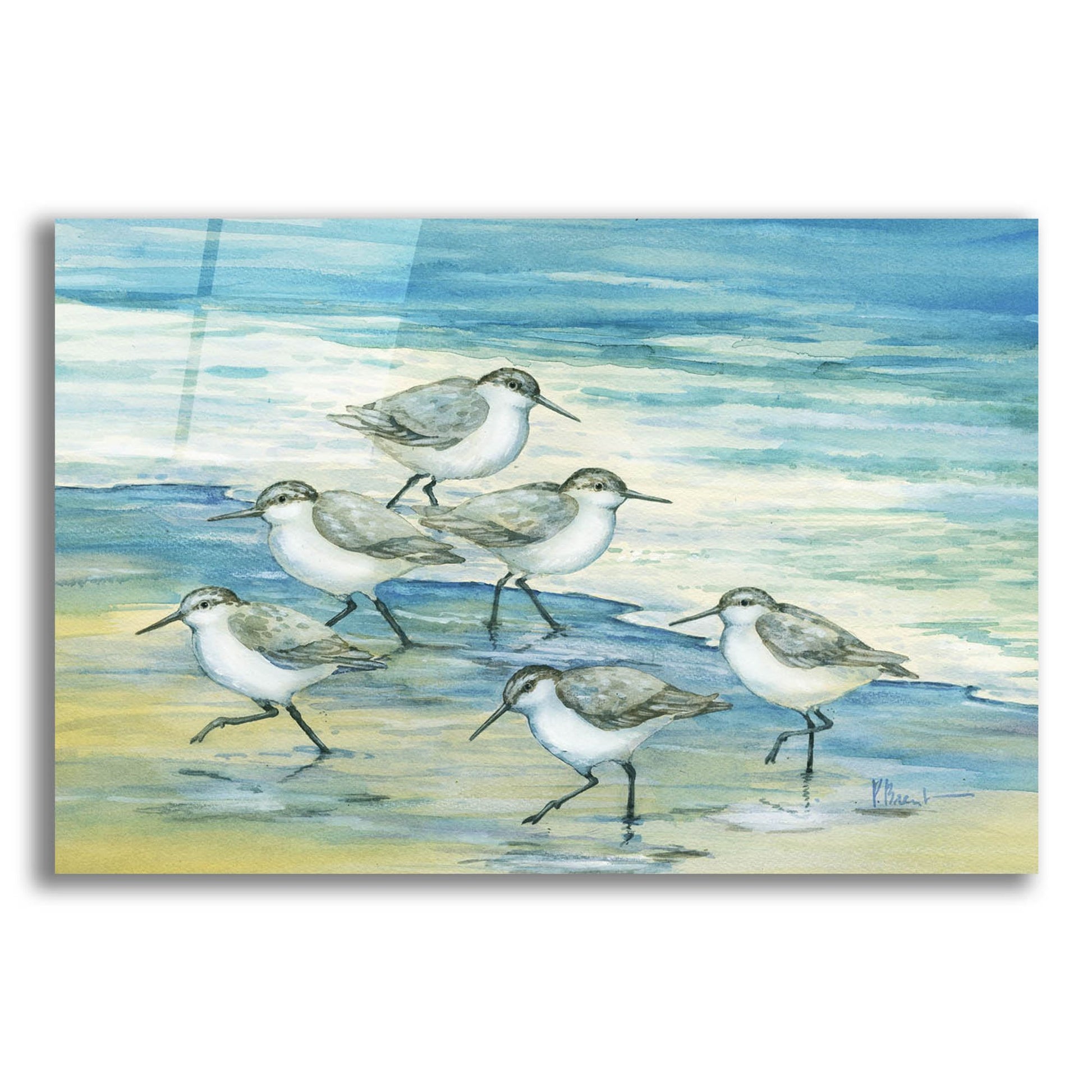 Epic Art 'Surfside Sandpipers' by Paul Brent, Acrylic Glass Wall Art,24x16