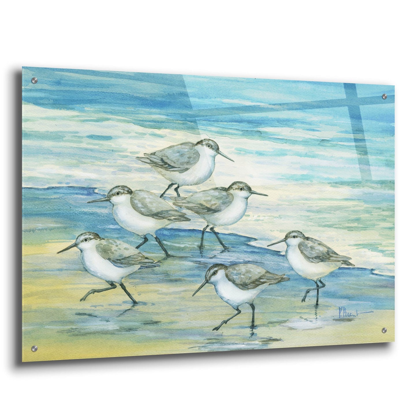 Epic Art 'Surfside Sandpipers' by Paul Brent, Acrylic Glass Wall Art,36x24