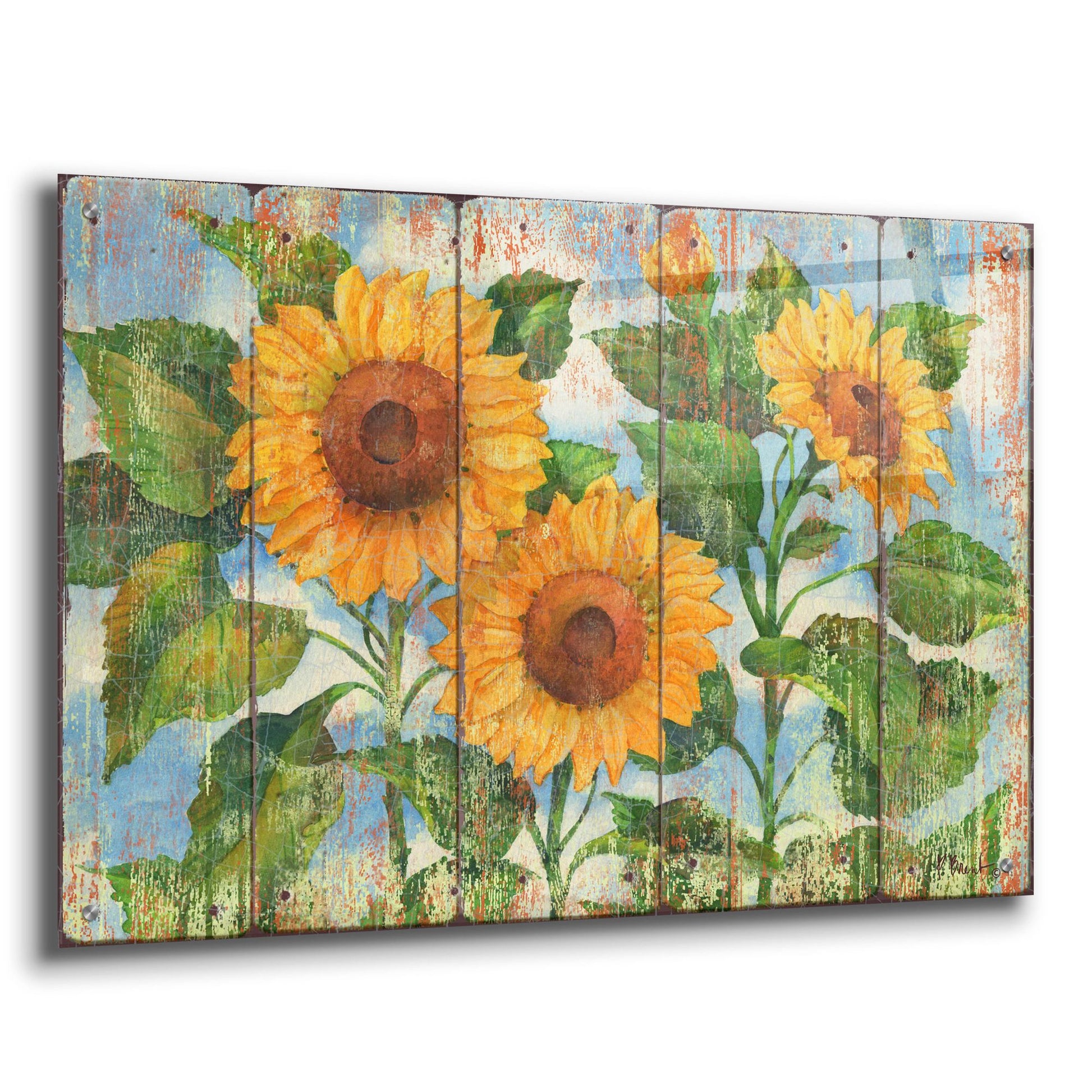 Epic Art 'Summer Sunflowers - Distressed' by Paul Brent, Acrylic Glass Wall Art,36x24
