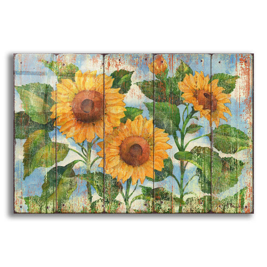 Epic Art 'Summer Sunflowers - Distressed' by Paul Brent, Acrylic Glass Wall Art