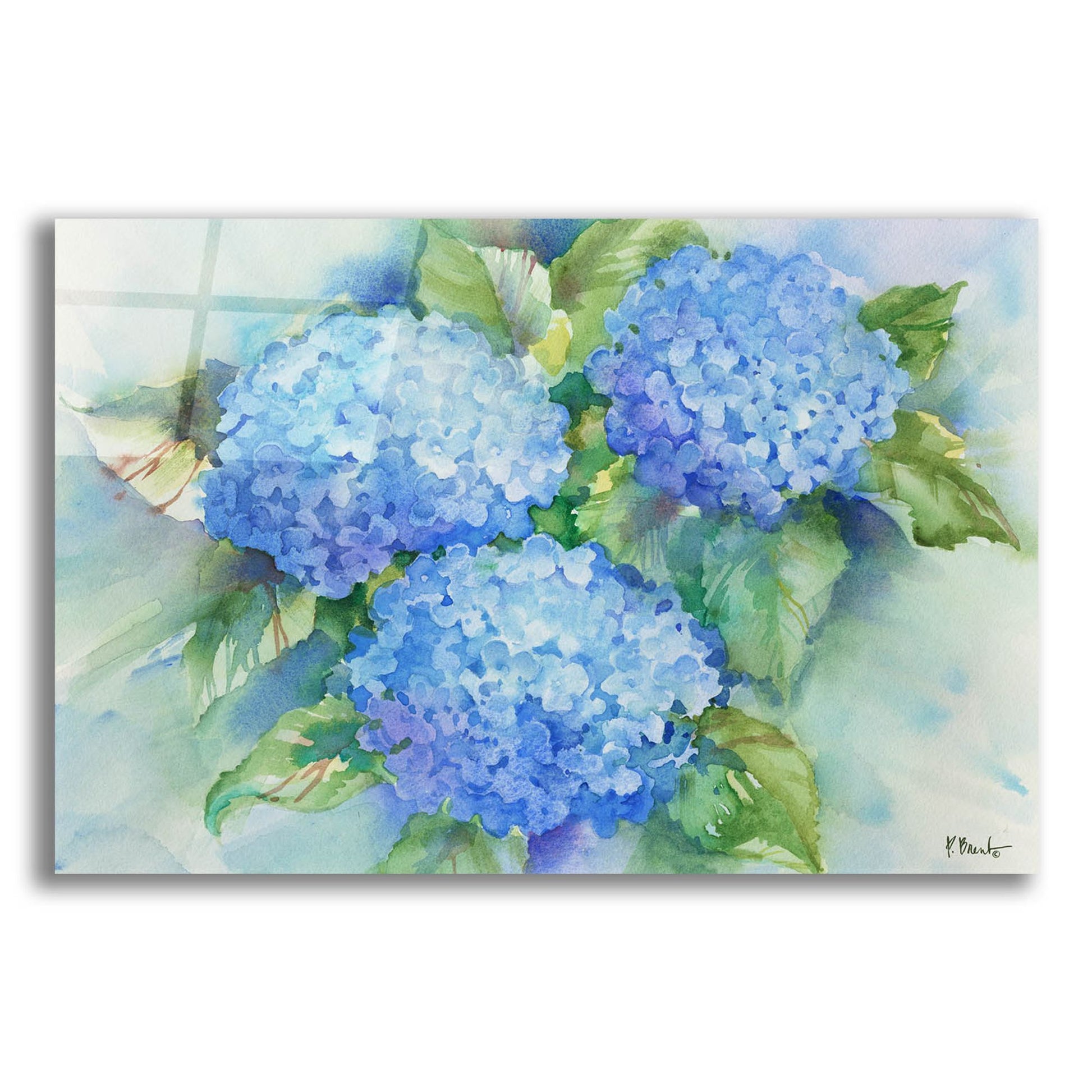 Epic Art 'Sky Blue Hydrangea' by Paul Brent, Acrylic Glass Wall Art,24x16