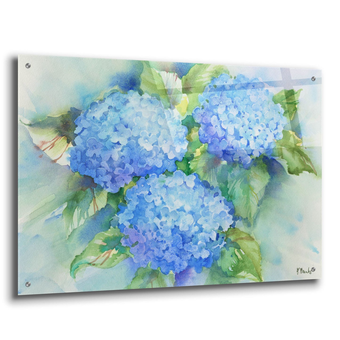 Epic Art 'Sky Blue Hydrangea' by Paul Brent, Acrylic Glass Wall Art,36x24