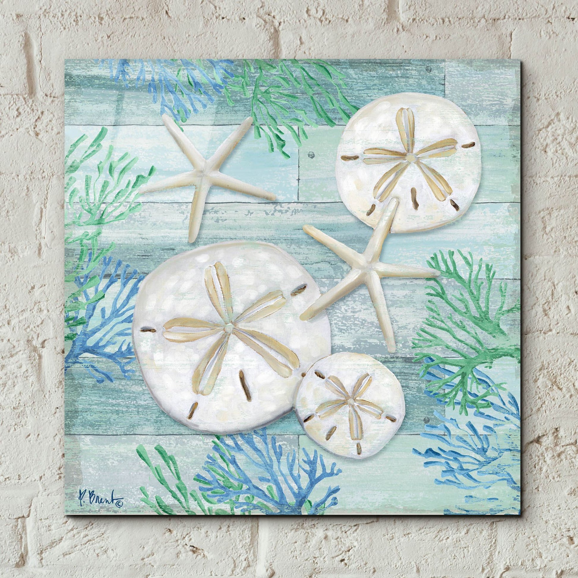 Epic Art 'Clearwater Shells I' by Paul Brent, Acrylic Glass Wall Art,12x12
