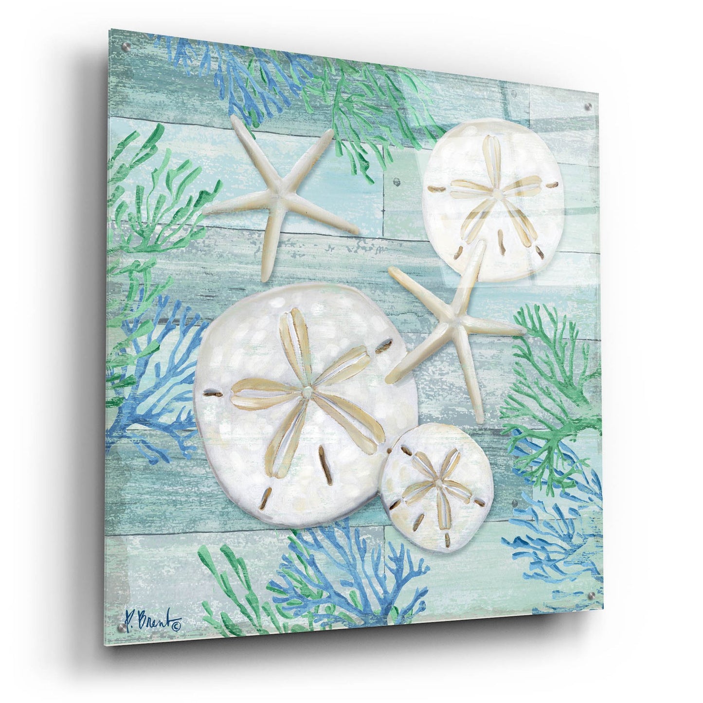 Epic Art 'Clearwater Shells I' by Paul Brent, Acrylic Glass Wall Art,36x36