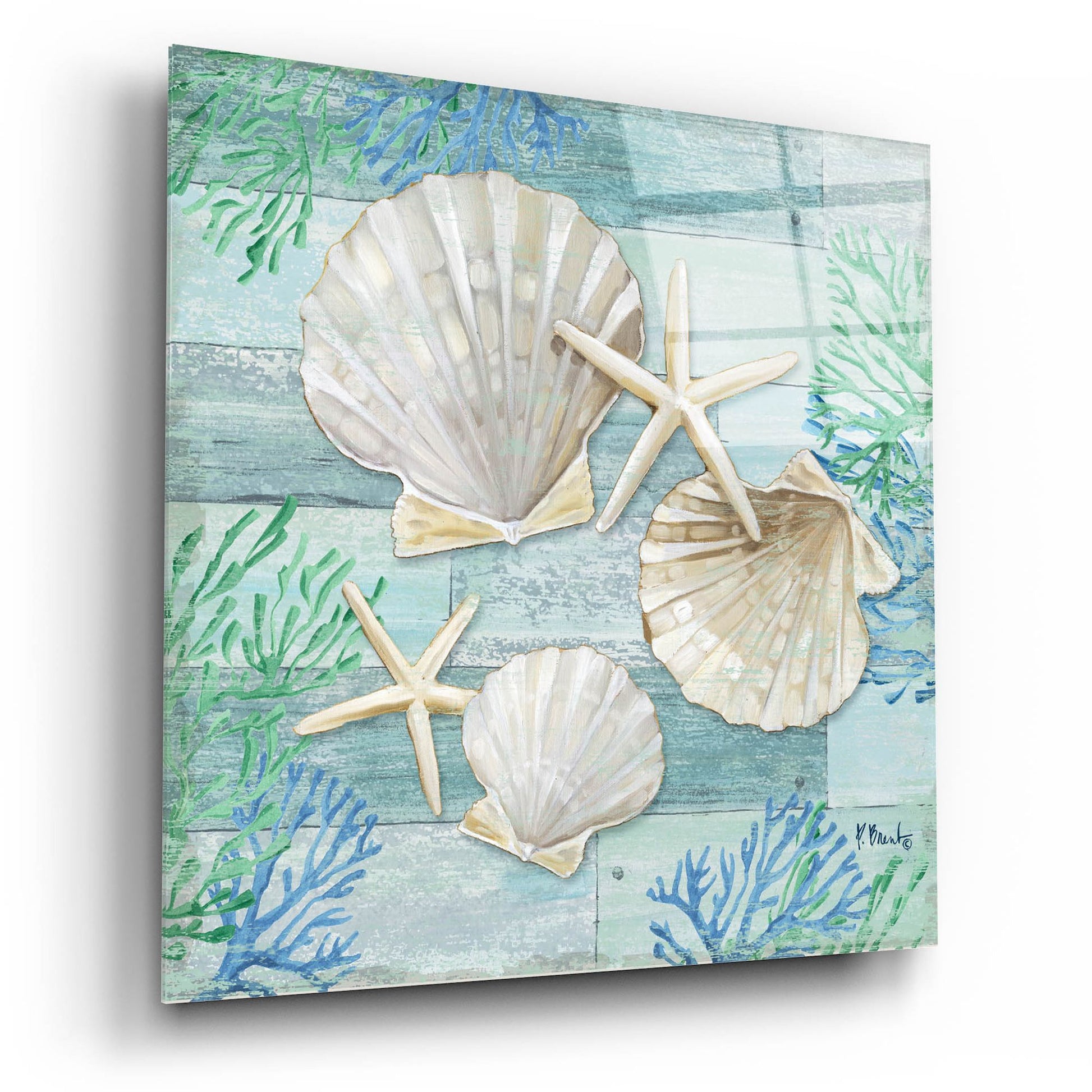 Epic Art 'Clearwater Shells IV' by Paul Brent, Acrylic Glass Wall Art,12x12