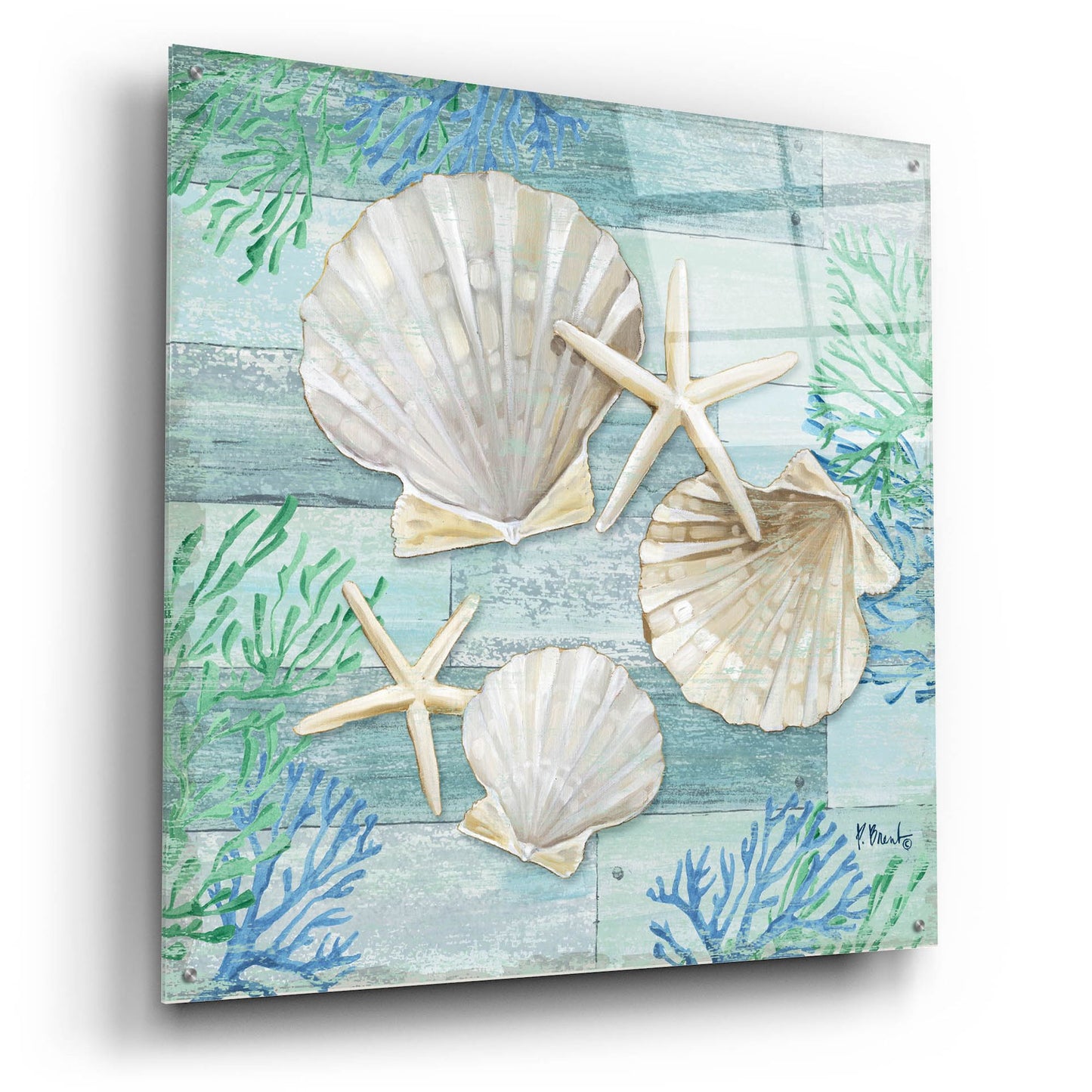 Epic Art 'Clearwater Shells IV' by Paul Brent, Acrylic Glass Wall Art,36x36