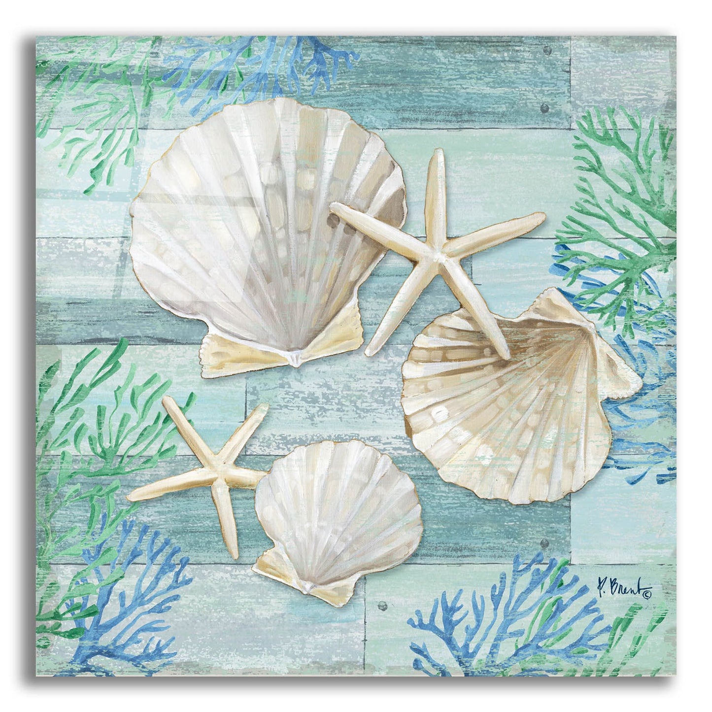 Epic Art 'Clearwater Shells IV' by Paul Brent, Acrylic Glass Wall Art