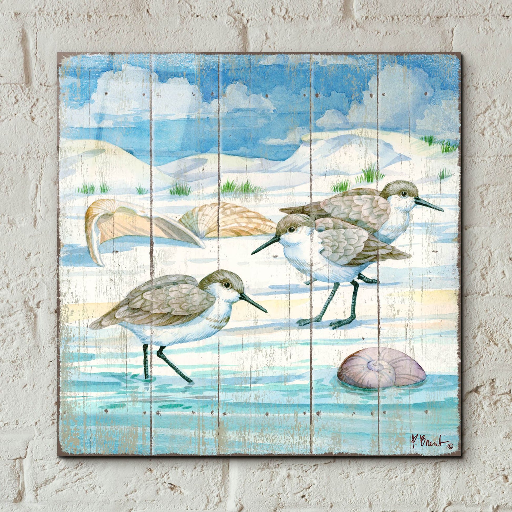 Epic Art 'Shoreline Sandpipers I' by Paul Brent, Acrylic Glass Wall Art,12x12