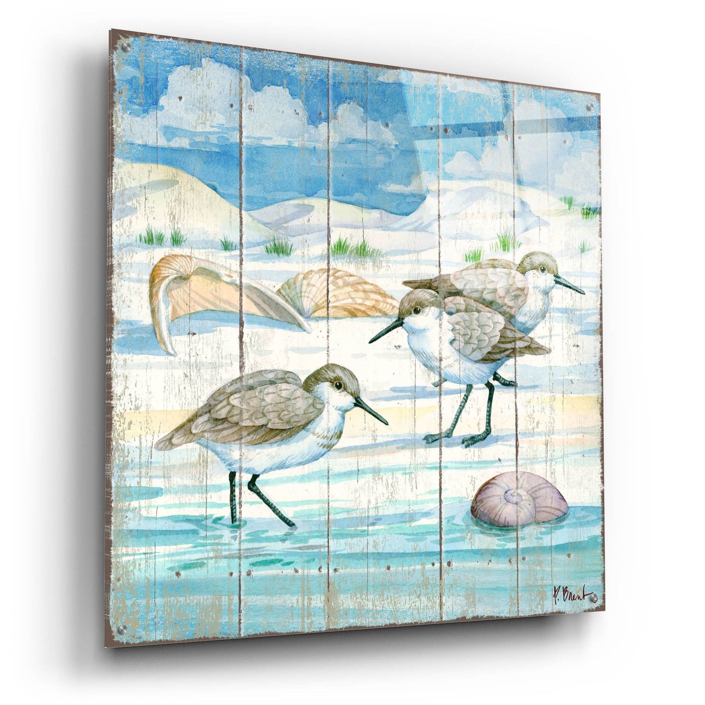 Epic Art 'Shoreline Sandpipers I' by Paul Brent, Acrylic Glass Wall Art,36x36